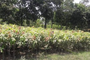 खैरहनी नगरपालिकाद्धारा ५ लाखको फलफुलका विरुवा वितरण