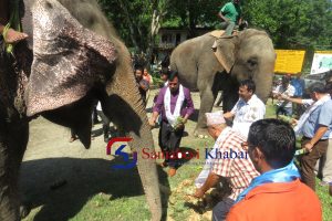 चितवनमा पहिलोपटक मनाइयो विश्व हात्ती दिवस , हात्तीहरुलाई वनभोज