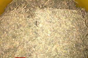 चितवनमा गाँजा बिक्री गर्ने एकजना पक्राउ