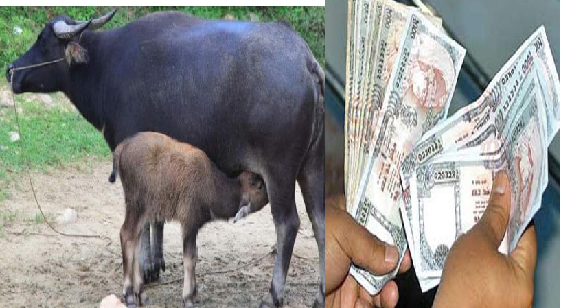 अब गाई-भैँसीले पनि सुत्केरी भत्ता पाउने