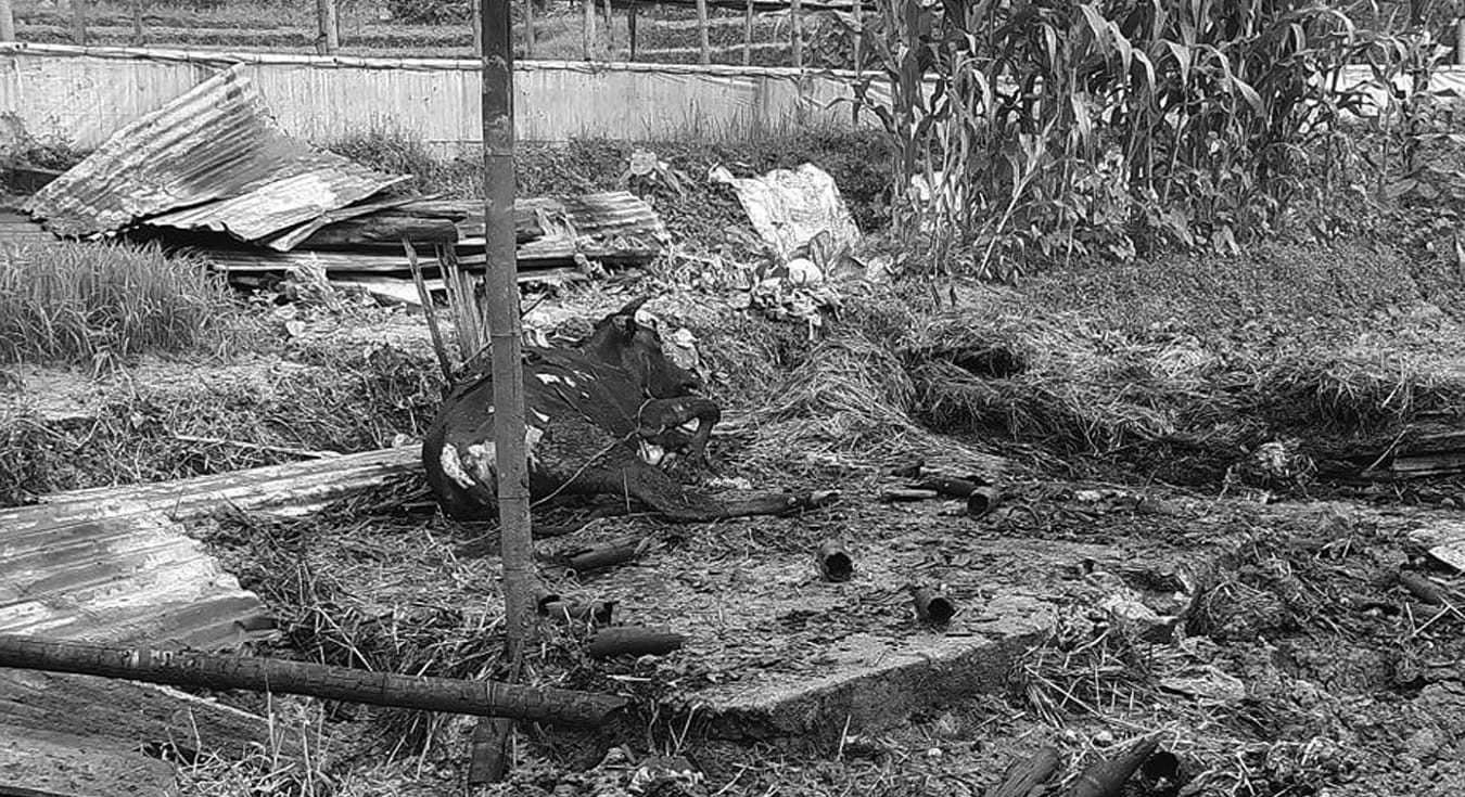भक्तपुरको गोठमा आगलागी हुदाँ तीनवटा गाई र एउटा बाच्छो मरे