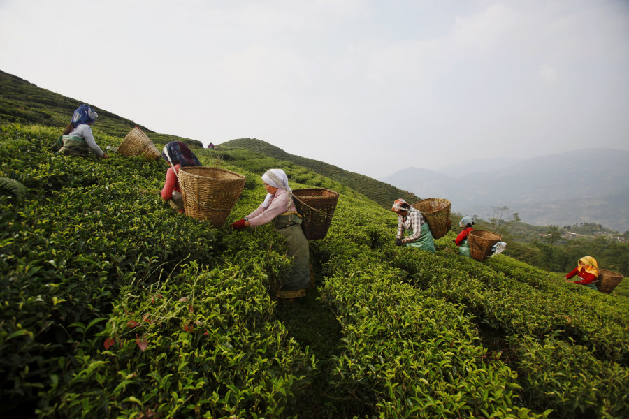 Ilam tea farmers in protest mood