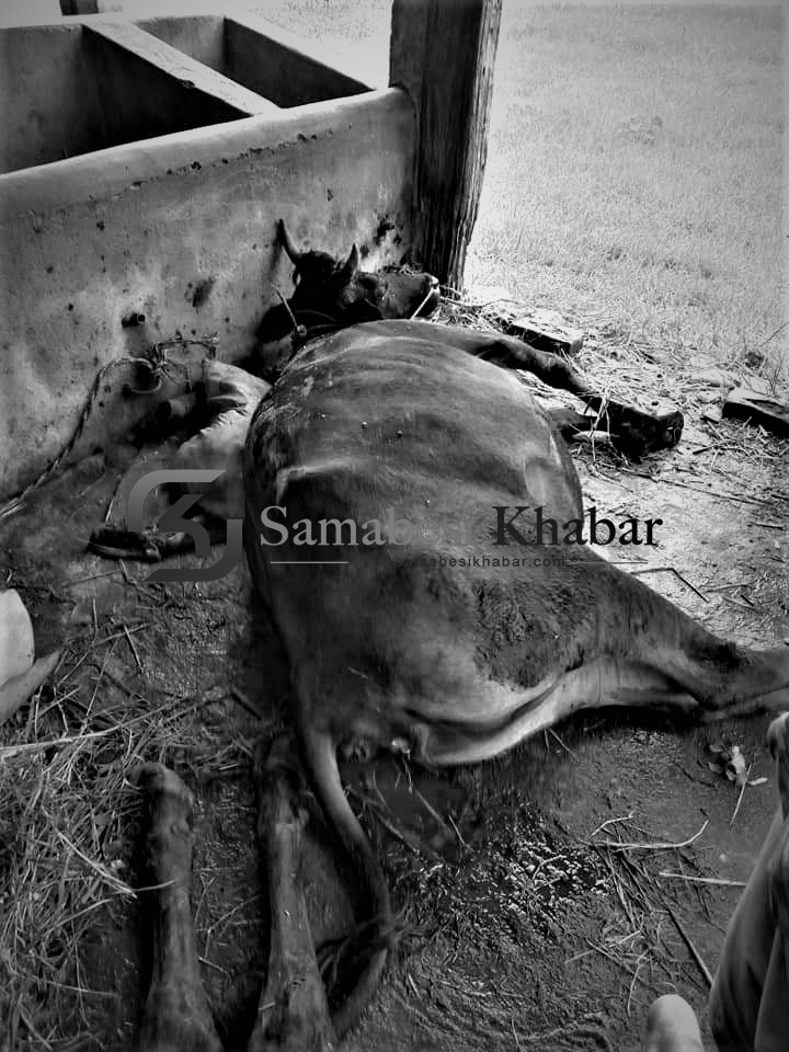 गाई काटेर खान खोज्ने प्रतिवादीलाई मुद्दा दर्ता