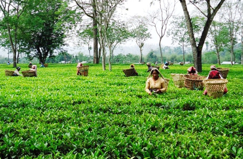Favourabe weather helps improve tea production