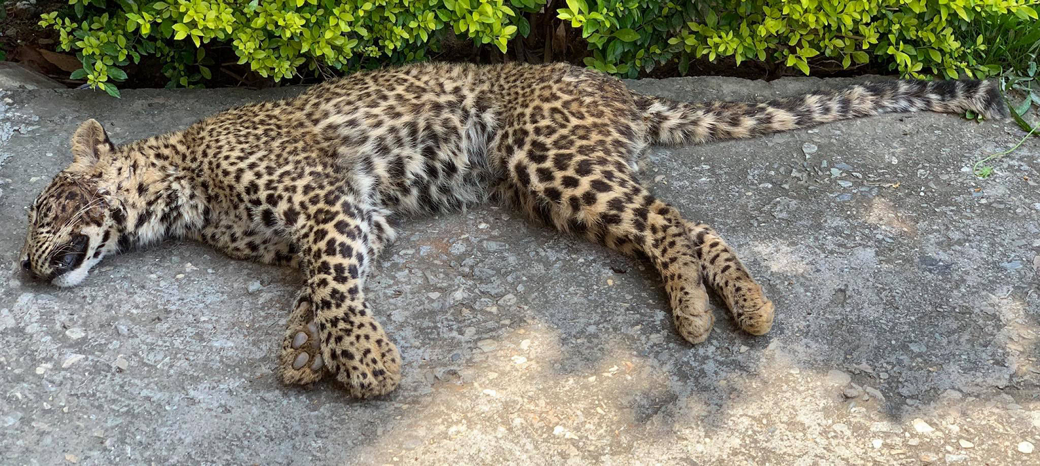 Adult female leopard found dead
