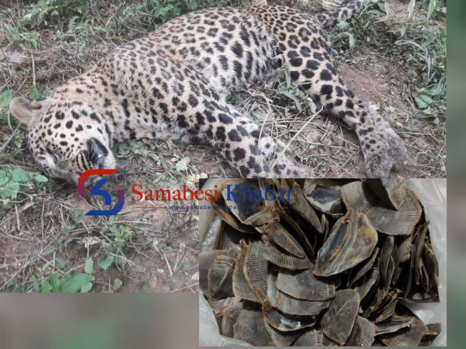 चितुवा मारेर फरार भएका पञ्चलाल १४ बर्षपछि पक्राउ
