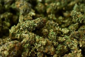 महोत्तरीमा १०९ किलो गाँजासहित भारतीय कार नियन्त्रणमा