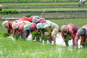 साउन दोस्रो सातासम्म ७७ प्रतिशत धान रोपाइँ