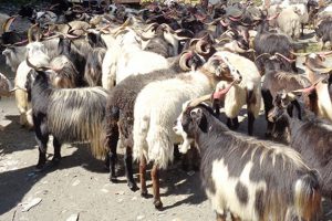 मुस्ताङबाट २३ करोडको च्याङ्ग्रा निकासी