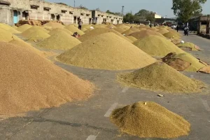 खाद्य व्यवस्थाद्वारा दुई दिनमा २२८ क्विन्टल धान खरिद