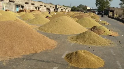 खाद्य व्यवस्थाद्वारा दुई दिनमा २२८ क्विन्टल धान खरिद