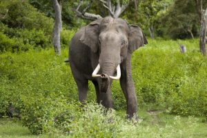 भारतबाट आएको हात्तीको बथानले बाहुनडाँगीमा आतंक, किसानको बाली नष्ट