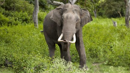भारतबाट आएको हात्तीको बथानले बाहुनडाँगीमा आतंक, किसानको बाली नष्ट