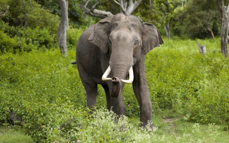 भारतबाट आएको हात्तीको बथानले बाहुनडाँगीमा आतंक, किसानको बाली नष्ट