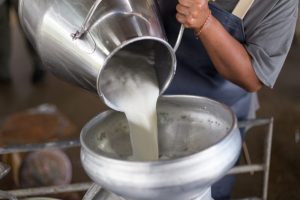 दूध बिक्री नभएपछि दैनिक ४२ लाख घाटा बेहोर्दै किसान