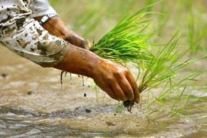 धानबालीमा ब्लाष्ट रोग फैलिँदा बन्दीपुरका किसान चिन्तित