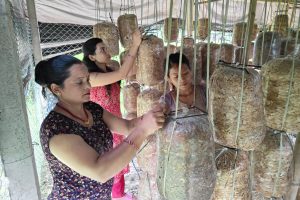 गृहणीलाई व्यवसायिक किसान बनाउदै खैरहनी नगरपालिका
