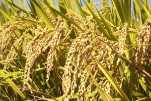 गोरखामा करिब ४१० रोपनी धानबाली मरुवा रोगको प्रकोप