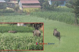 पुर्विचितवनमा गैंडाको वितण्डा, वस्तिमा पसेर आक्रमण गर्दा एकजनाको मृत्यु , सातजना घाइते