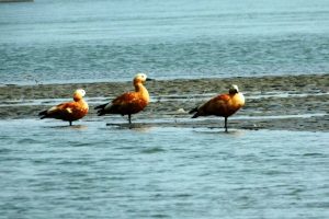 पूर्वीचितवनका सिमसारमा ५५ प्रजातिका चरा