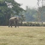 हात्ती परिचालन गरी बाघ खोजी अभियान