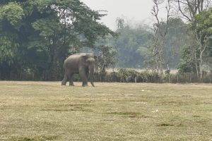हात्ती परिचालन गरी बाघ खोजी अभियान
