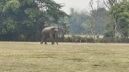 हात्ती परिचालन गरी बाघ खोजी अभियान