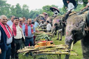 विश्व हात्ती दिवस : सौराहामा हात्तीलाई वनभोज