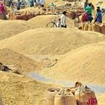 चितवनमा यस वर्ष धान उत्पादन २१ हजार मेट्रिकटनले बढ्यो