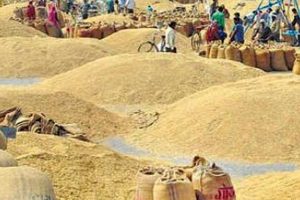 चितवनमा यस वर्ष धान उत्पादन २१ हजार मेट्रिकटनले बढ्यो