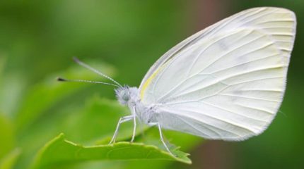 सेतो पुतलीको प्रकोपबारे सतर्कता अपनाउन आग्रह