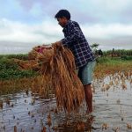 वर्षाले धानबालीमा ठूलो क्षति, किसान चिन्तित