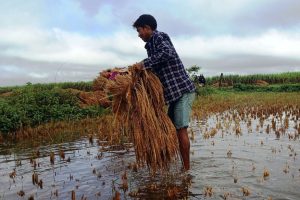 वर्षाले धानबालीमा ठूलो क्षति, किसान चिन्तित