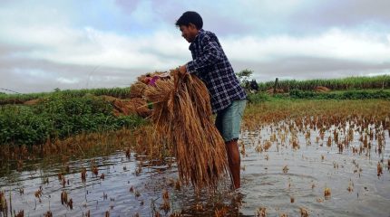 सिरहामा बेमौसमी वर्षाले धान, तरकारी र दलहन बालीमा ठूलो नोक्सानी