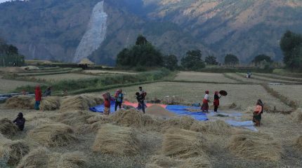 म्याग्दीमा धान उत्पादन बढ्यो