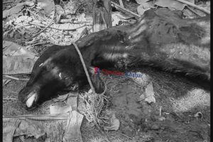 खैरहनीमा गाई काट्ने ६ जना पक्राउ