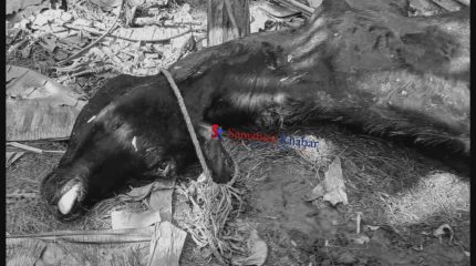 खैरहनीमा गाई काट्ने ६ जना पक्राउ