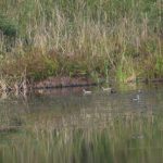 घोडाघोडी चरा अभयारण्यमा हरिहाँसको सङ्ख्या बढ्यो, तर जलपन्छी घटे