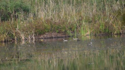 घोडाघोडी चरा अभयारण्यमा हरिहाँसको सङ्ख्या बढ्यो, तर जलपन्छी घटे