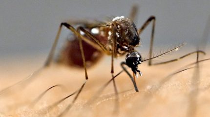 नवलपरासी पूर्वमा जापानिज इन्सेफलाइटिस विरुद्ध खोप अभियान, ४६ हजार बढीले लगाए खोप