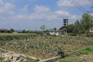 असिना र हावाहुरीले रौतहटमा अन्नबाली नष्ट, किसान मारमा