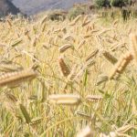 रुकुम पूर्वमा हिउँदे बालीको राम्रो उत्पादन, किसान उत्साहित