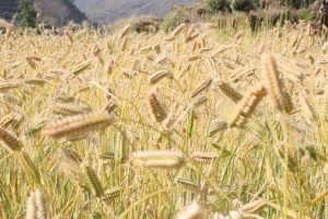 रुकुम पूर्वमा हिउँदे बालीको राम्रो उत्पादन, किसान उत्साहित