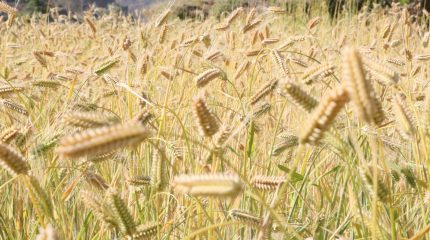 रुकुम पूर्वमा हिउँदे बालीको राम्रो उत्पादन, किसान उत्साहित