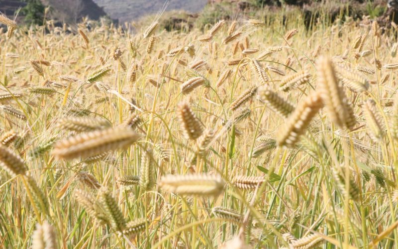 रुकुम पूर्वमा हिउँदे बालीको राम्रो उत्पादन, किसान उत्साहित