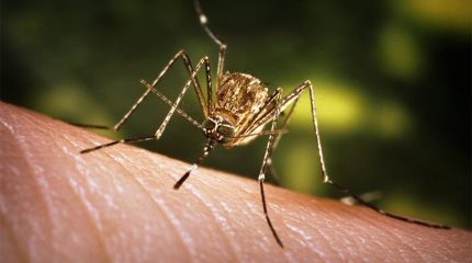 झापामा चार महिनामा जापानिज इन्सेफ्लाइटिसबाट पाँच जनाको मृत्यु
